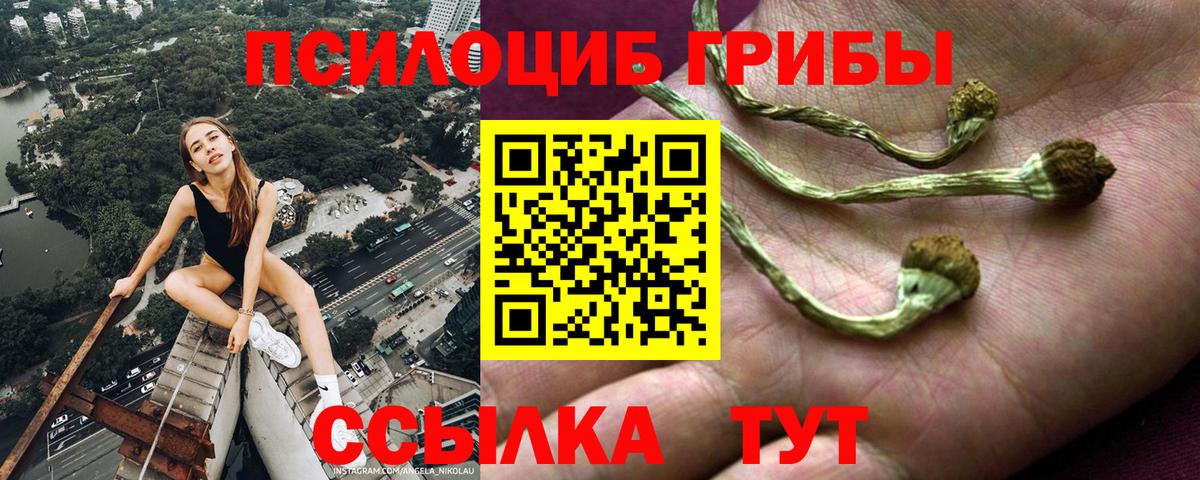Псилоцибиновые грибы мицелий Дмитров